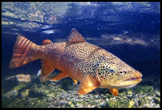 Brown Trout Realfish USA Inland Series